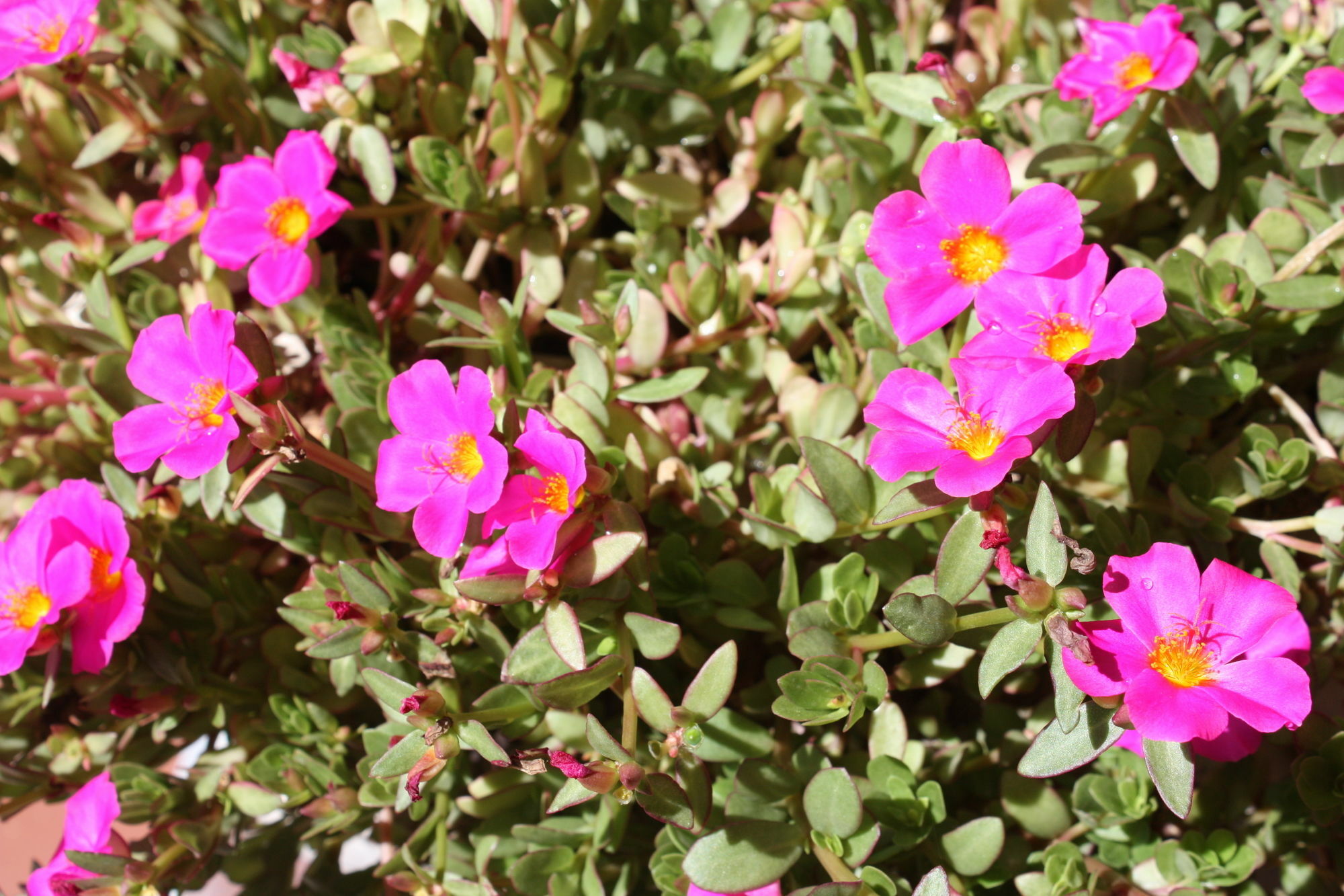 מונטאגו Somerset Lodge מראה חיצוני תמונה